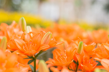 Beautiful orange tulips in garden