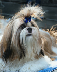 purebred Shih Tzu in front preparing to perform at an exhibition of dogs