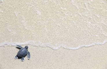 Tuinposter schildpad baby Op het strand Bovenaanzicht Ruimte kopiëren © kathayut