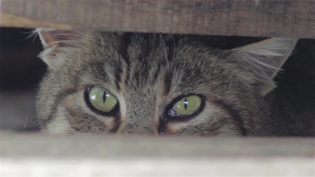 cat is hiding,the cat is hiding in a wooden box