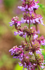 natural background meadow plants two bees and an ant collects nectar on a flower blooming salvia