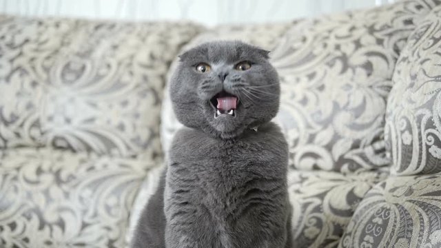 Beautiful cat of Scottish breed sitting on sofa and yawns. Whisks color.