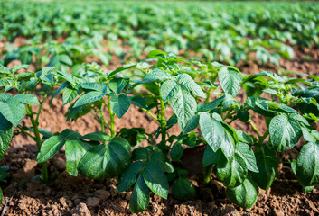 potato plant in the field