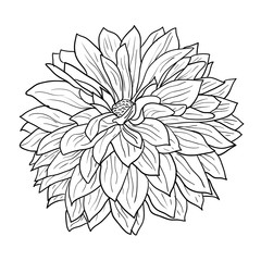 Beautiful monochrome sketch, black and white dahlia flower isolated