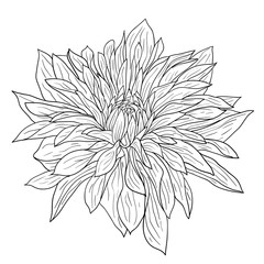Beautiful monochrome sketch, black and white dahlia flower isolated