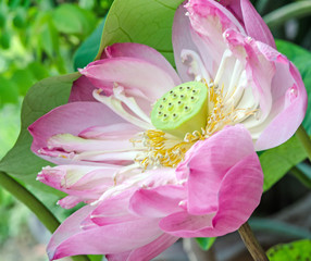 Blossom pink lotus flower :)