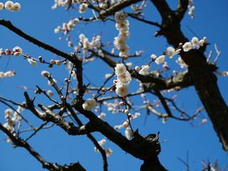 梅の花