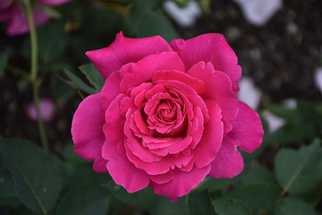 Pink Rose Isolated
