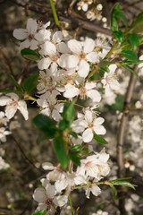 White blossoming cherry blossoms in the garden.