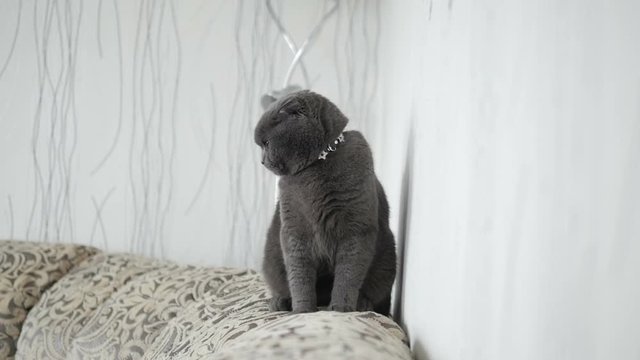 A beautiful cat of Scottish breed sits and looks around
