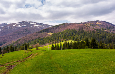 Fototapeta na wymiar lovely mountainous countryside in springtime. spruce forest on grassy hills and mountains with snowy top