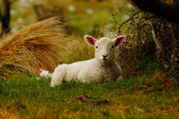 Neuseeland Lamm