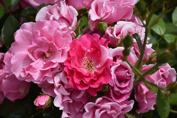 Pink Roses Background