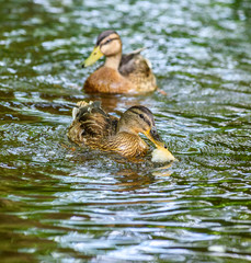 ducks swim in the pond