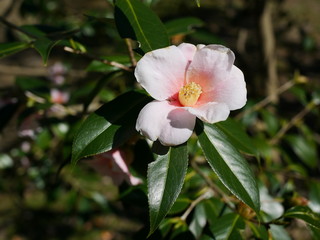 椿の花