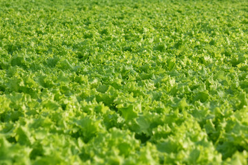 Fototapeta na wymiar Growing vegetables in a greenhouse. Plantations of green salad.