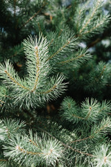 Close-up of fir-tree branches.