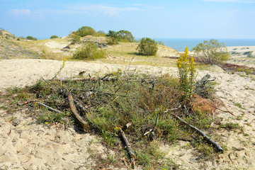 The landscape of the sand dunes