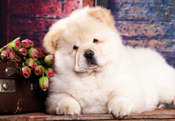 puppy chow chow and flowers