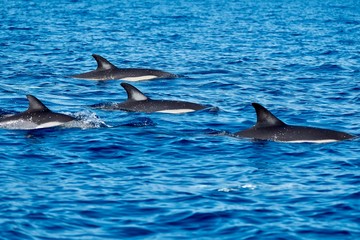 A pod of short beaked common dolphins at Pico Island 