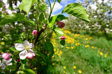 Boccioli del fiore di melo
