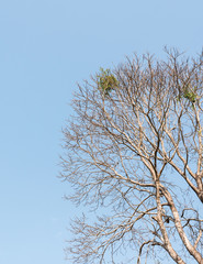 Dry complex branch under the clear blue sky.