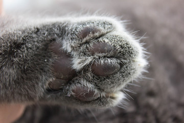 The cat hid behind a big book. We can see only cat's paw with long and sharp claws and whiskers.