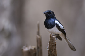Madagascar Magpie-robin - Copsychus albospecularis, beautiful black and white bird endemic in Madagascar dry forests. Kirindy.