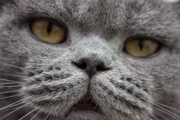 Portrait of black cat on black background