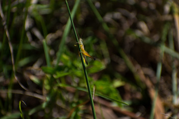 Grasshopper