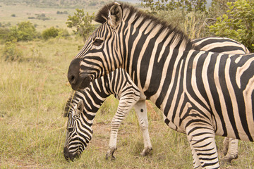Bruchell’s zebra herd grazing on the plains