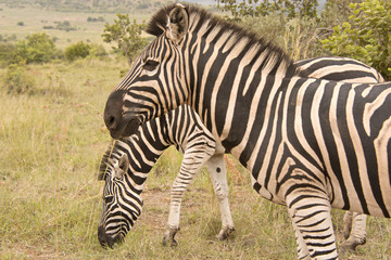 Fototapeta na wymiar Bruchell’s zebra herd grazing on the plains