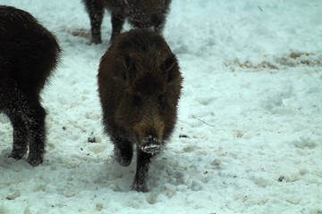 wild boar in winter eating in the forest