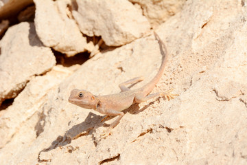 Desert lizard on the rock against sand dune in Dubai Desert. United Arab Emirates