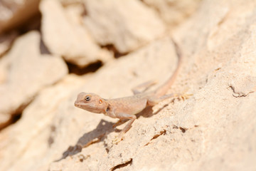 Desert lizard on the rock against sand dune in Dubai Desert. United Arab Emirates