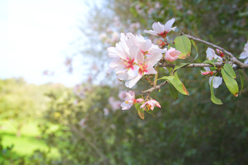 background of spring white cherry blossoms tree. selective focus.