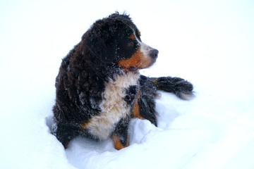 Winter portrait of Bernese mountain dog