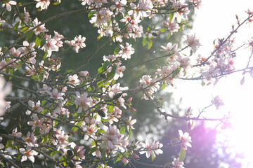 background of spring white cherry blossoms tree. selective focus.