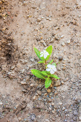 flowers in dry soil background