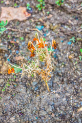 flowers in dry soil background