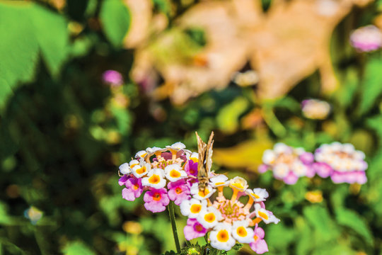colorful flowers in the garden background