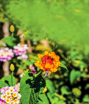 colorful flowers in the garden background