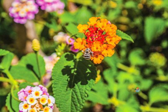 colorful flowers in the garden background