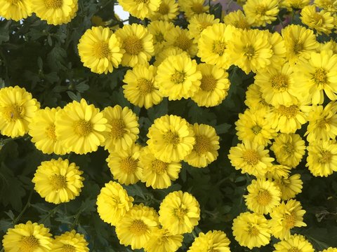 colorful flowers in the garden background