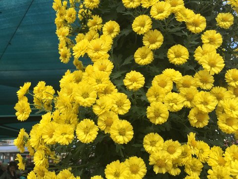 colorful flowers in the garden background