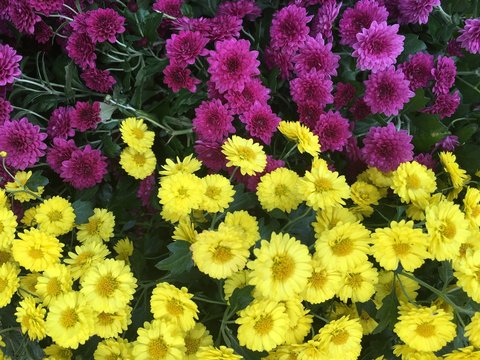 colorful flowers in the garden background