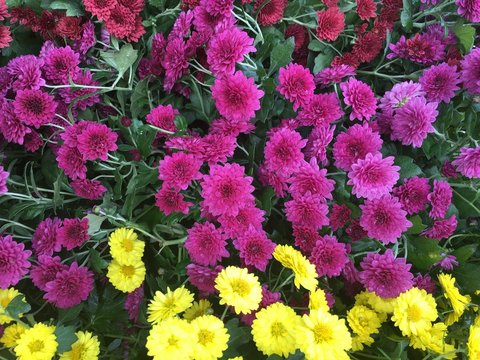 colorful flowers in the garden background