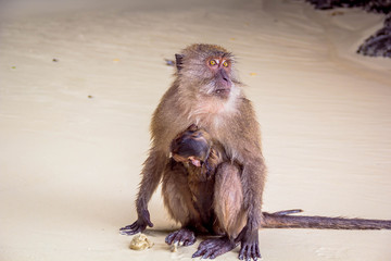 Monkey lives in a natural forest of Thailand.
