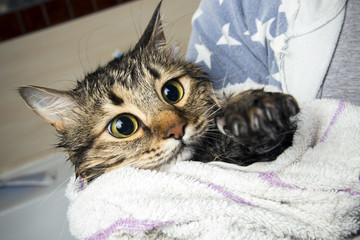 a cat in a towel after bathing looks with horror on a wet paw, background image