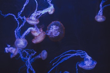 Jellyfish 